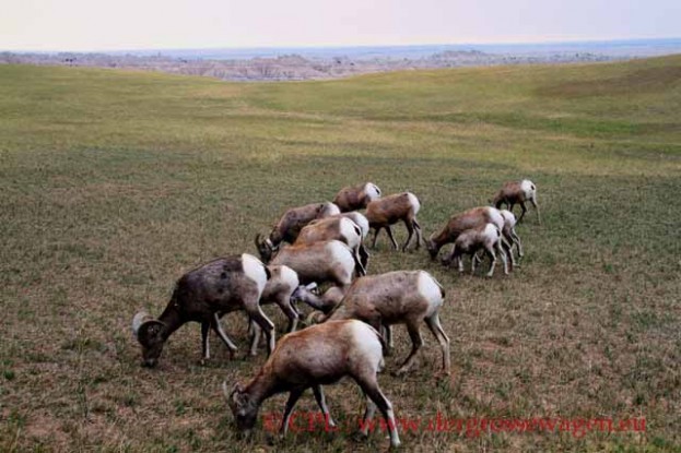 Bighorn_Sheep_Dickhornschafe_02