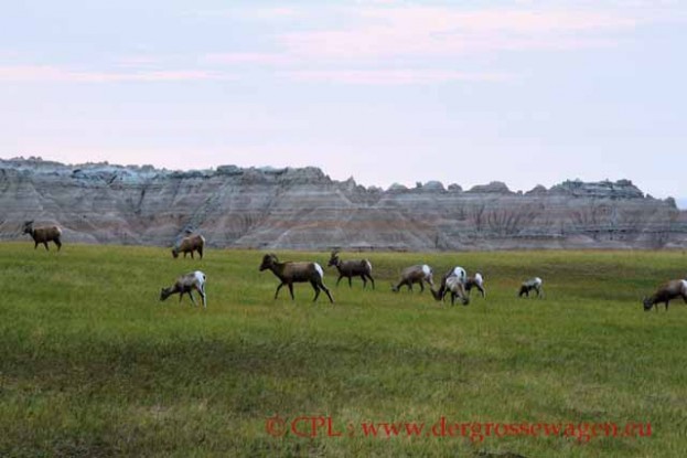 Bighorn_Sheep_Dickhornschafe