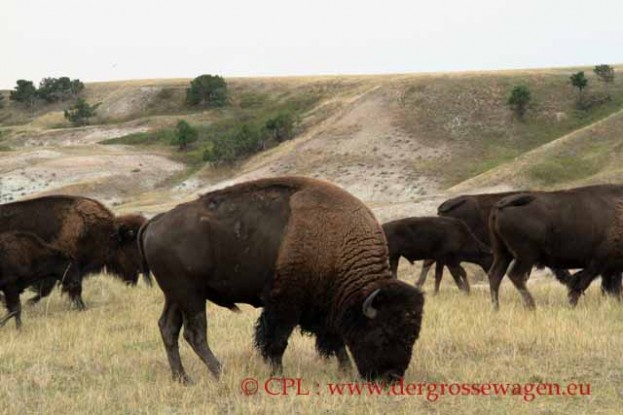 Bison_03