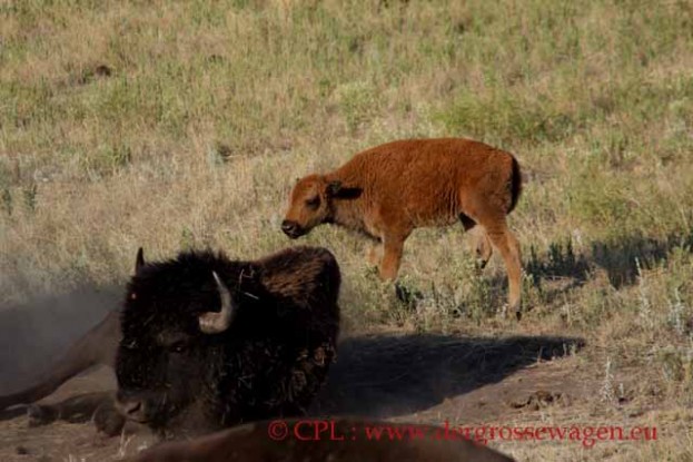 Bison_04