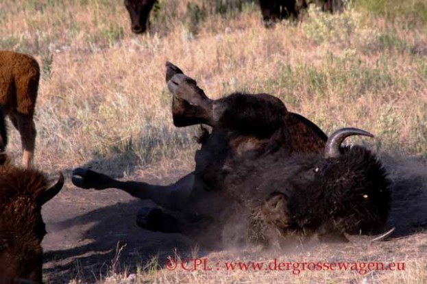 Bison_05