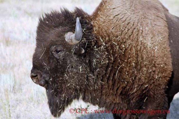 Bison_06