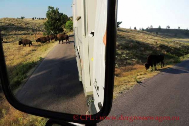 Bison