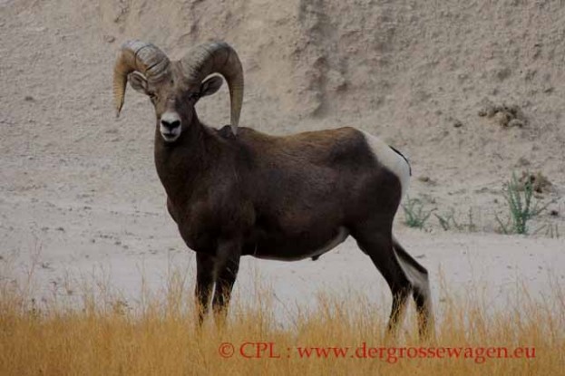 Dickhornschaf_Bighorn Sheep
