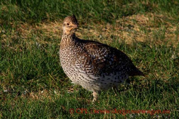 Grouse