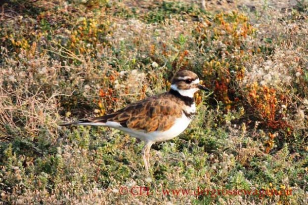 Killdeer