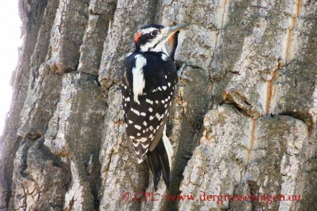 Specht_Ladder-backed_woodpecker