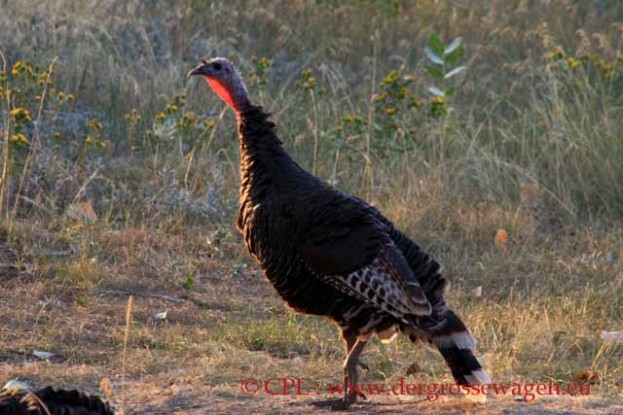Truthahn_Wild Turkey_02