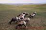 Bighorn_Sheep_Dickhornschafe_02