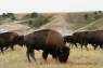 Bison_03