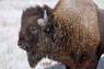 Bison_06