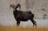 Dickhornschaf_Bighorn Sheep