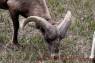 Dickhornschaf_Bighorn_Sheep_02