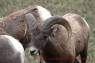 Dickhornschafe_Bighorn_Sheep