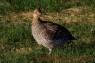 Grouse