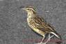 Meadowlark
