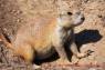 Praeriehund_10