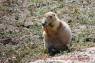 Praerierhund_08