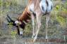 Pronghorn