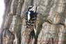 Specht_Ladder-backed_woodpecker