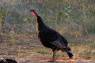Truthahn_Wild Turkey_02