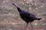Truthahn_Wild Turkey