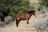 Wildpferd