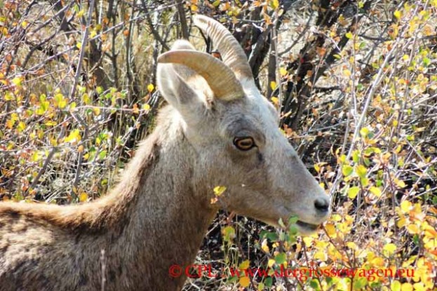 Bighorn_Sheep_Dickhornschaf_02