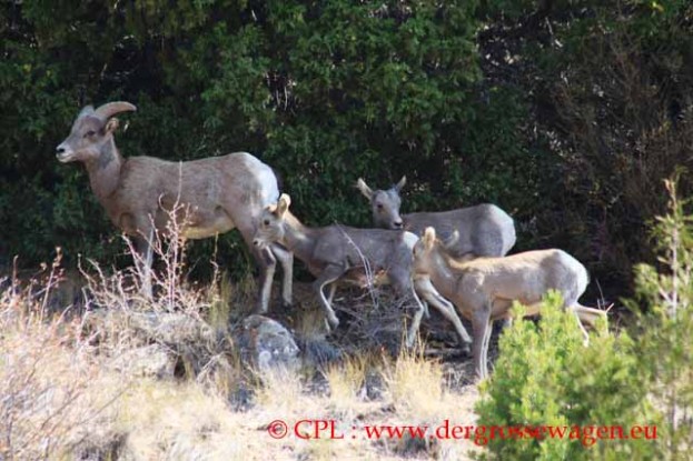 Bighorn_Sheep_Dickhornschafe