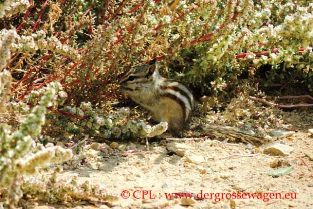 Chipmunk_Streifenhoernchen_02