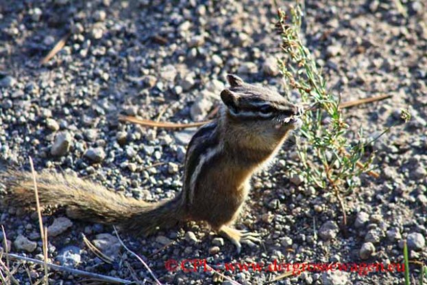 Chipmunk_Streifenhoernchen_03