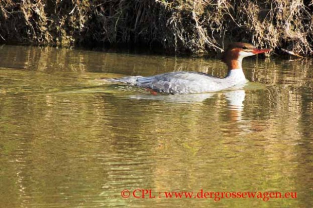 Common_Merganser_Gaensesaeger_02