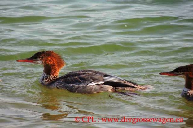Common_Merganser_Gaensesaeger_03