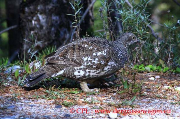 Dusky_Grouse