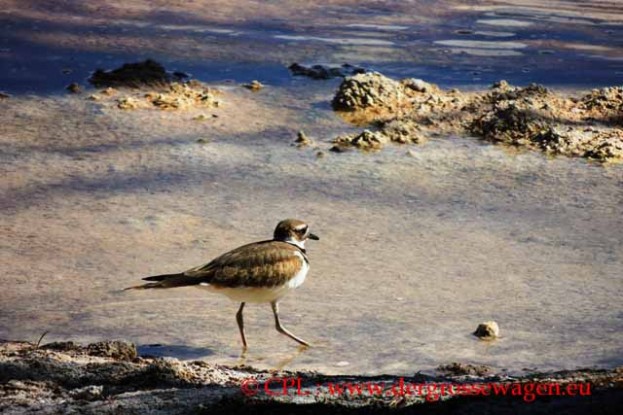Killdeer_Keilschwanzregenpfeifer