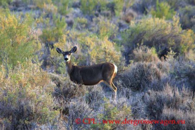 Mule_Deer_Maultierhirsch_02