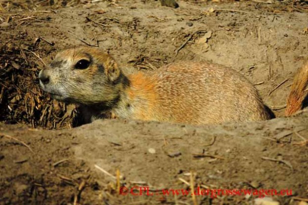 Prairie_Dog_Praeriehund