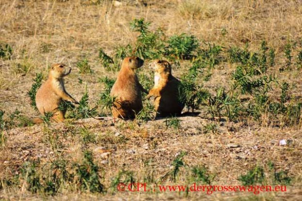 Prairie_Dogs_Praeriehunde