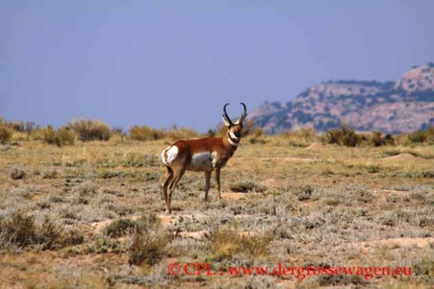 Pronghorn_Gabelantilope_01