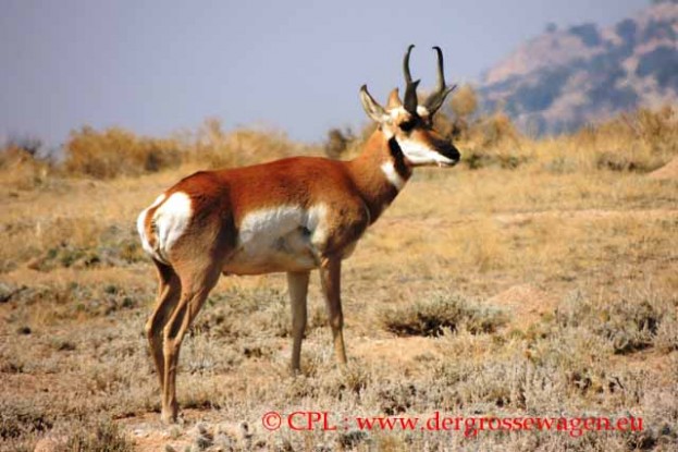 Pronghorn_Gabelantilope_02