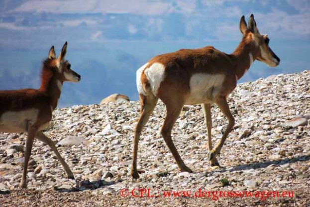 Pronghorn_Gabelantilope_03
