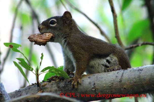 Red_Squirrel_Rothoernchen_02