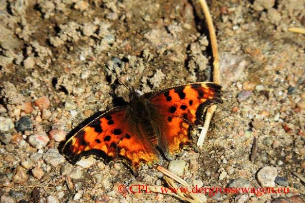 Schmetterling_Eastern_Comma