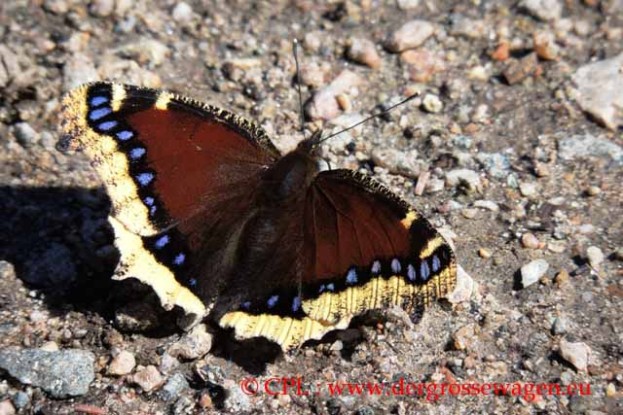 Schmetterling_Mourning_Cloak