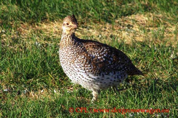 Sharp-tailed_Grouse_Schweifhuhn