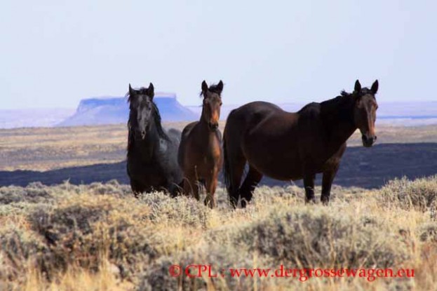 Wildpferde_Wild_horses_03