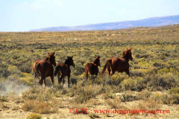 Wildpferde_Wild_horses
