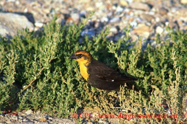 Yellowheaded_Blackbird_02