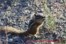 Chipmunk_Streifenhoernchen_03