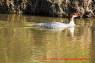 Common_Merganser_Gaensesaeger_02